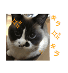 とら猫ちゃんとひめちゃん（個別スタンプ：1）