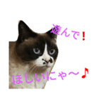 とら猫ちゃんとひめちゃん（個別スタンプ：2）