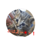 とら猫ちゃんとひめちゃん（個別スタンプ：3）