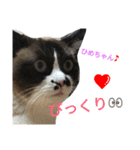 とら猫ちゃんとひめちゃん（個別スタンプ：5）