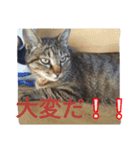 とら猫ちゃんとひめちゃん（個別スタンプ：6）