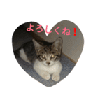 とら猫ちゃんとひめちゃん（個別スタンプ：7）