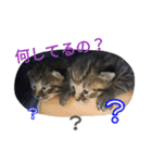 とら猫ちゃんとひめちゃん（個別スタンプ：8）