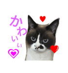 とら猫ちゃんとひめちゃん（個別スタンプ：9）
