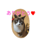 とら猫ちゃんとひめちゃん（個別スタンプ：11）