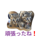 とら猫ちゃんとひめちゃん（個別スタンプ：12）