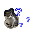 とら猫ちゃんとひめちゃん（個別スタンプ：13）