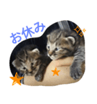 とら猫ちゃんとひめちゃん（個別スタンプ：14）