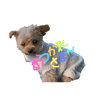 love my  dog（個別スタンプ：1）
