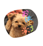 love my  dog（個別スタンプ：5）