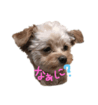 love my  dog（個別スタンプ：7）