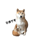 柴犬ちゃんぽん（個別スタンプ：1）