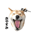 柴犬ちゃんぽん（個別スタンプ：2）