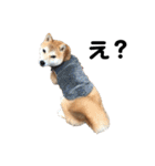 柴犬ちゃんぽん（個別スタンプ：3）