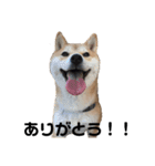 柴犬ちゃんぽん（個別スタンプ：4）