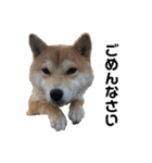柴犬ちゃんぽん（個別スタンプ：5）