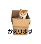 柴犬ちゃんぽん（個別スタンプ：7）