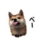 柴犬ちゃんぽん（個別スタンプ：8）