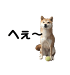 柴犬ちゃんぽん（個別スタンプ：9）