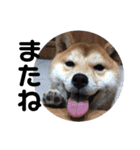 柴犬ちゃんぽん（個別スタンプ：10）