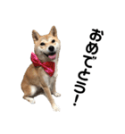 柴犬ちゃんぽん（個別スタンプ：12）
