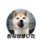 柴犬ちゃんぽん（個別スタンプ：13）