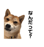 柴犬ちゃんぽん（個別スタンプ：14）
