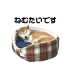 柴犬ちゃんぽん（個別スタンプ：15）