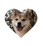 柴犬ちゃんぽん（個別スタンプ：16）