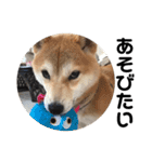 柴犬ちゃんぽん（個別スタンプ：18）