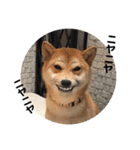 柴犬ちゃんぽん（個別スタンプ：19）