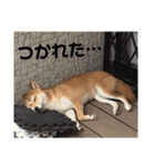 柴犬ちゃんぽん（個別スタンプ：20）