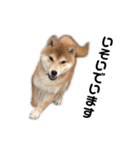 柴犬ちゃんぽん（個別スタンプ：21）