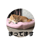 柴犬ちゃんぽん（個別スタンプ：22）