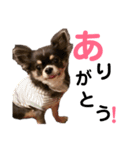 ちわわの日常1（個別スタンプ：1）