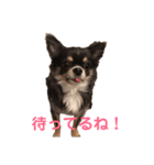 ちわわの日常1（個別スタンプ：2）