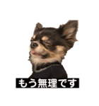 ちわわの日常1（個別スタンプ：3）