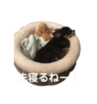ちわわの日常1（個別スタンプ：7）