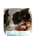 ちわわの日常1（個別スタンプ：13）