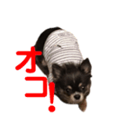 ちわわの日常1（個別スタンプ：14）