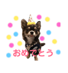 ちわわの日常1（個別スタンプ：15）
