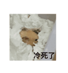 良い卵（個別スタンプ：21）
