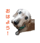 ワイヤーダックス・シスコ！（個別スタンプ：1）