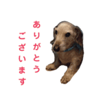 ワイヤーダックス・シスコ！（個別スタンプ：5）