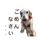 ワイヤーダックス・シスコ！（個別スタンプ：6）