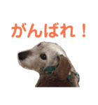ワイヤーダックス・シスコ！（個別スタンプ：7）