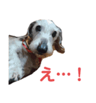 ワイヤーダックス・シスコ！（個別スタンプ：9）