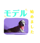 ワイヤーダックス・シスコ！（個別スタンプ：10）