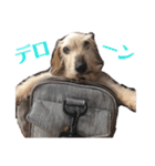 ワイヤーダックス・シスコ！（個別スタンプ：11）