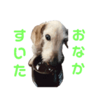 ワイヤーダックス・シスコ！（個別スタンプ：12）